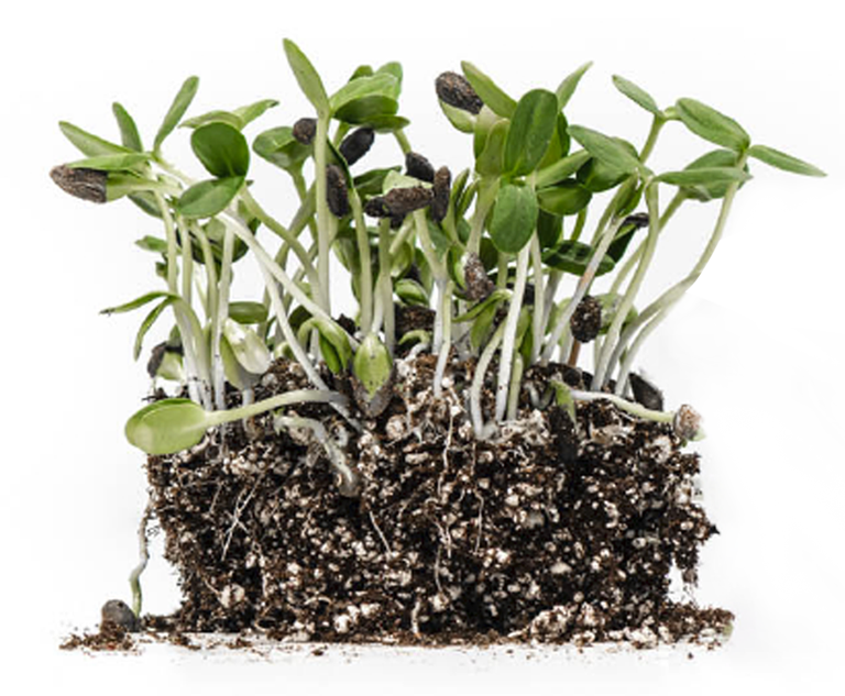 AllThatGrows