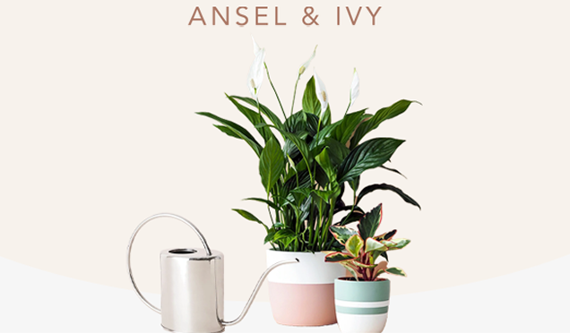 Ansel and Ivy