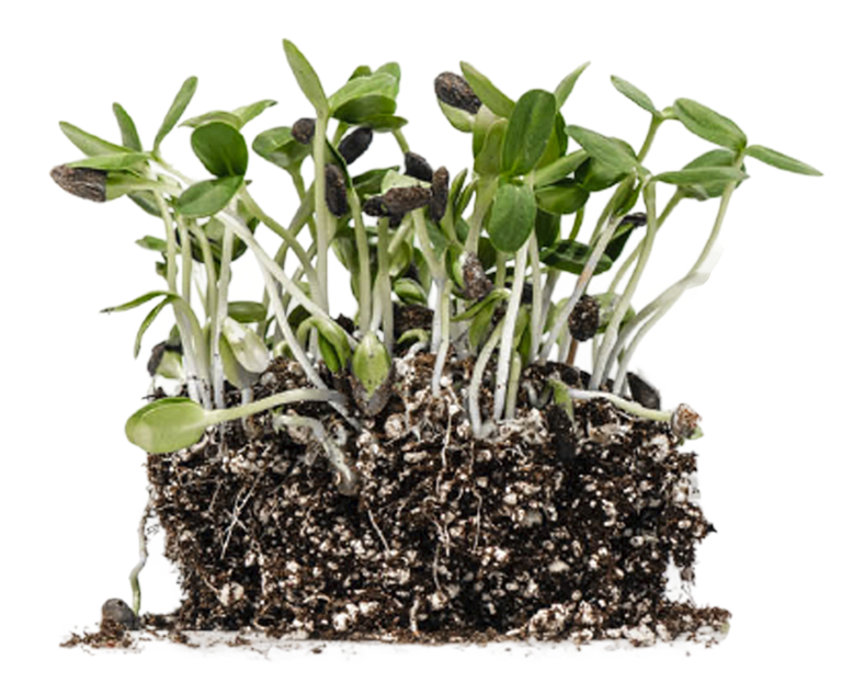 AllThatGrows