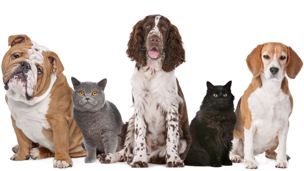 PetDoors